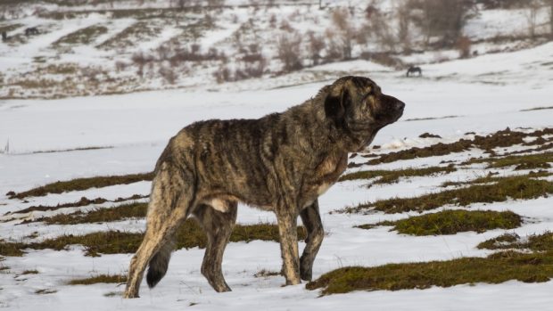 Perro con las patas más grandes