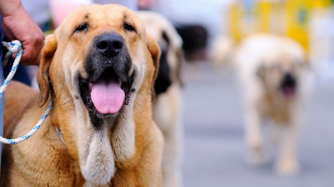 Perro con las patas más grandes