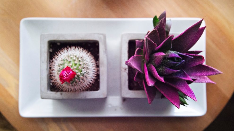 Hay muchas plantas con espinas muy bonitas para decorar