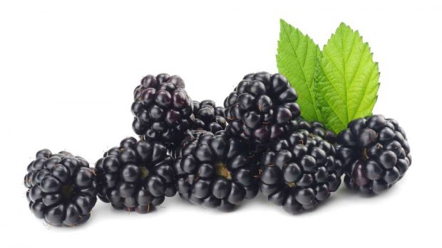 Moras