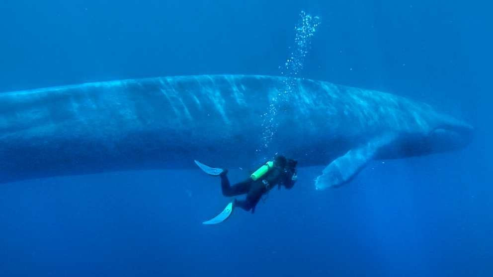 Curiosidades de la ballena azul que debes saber