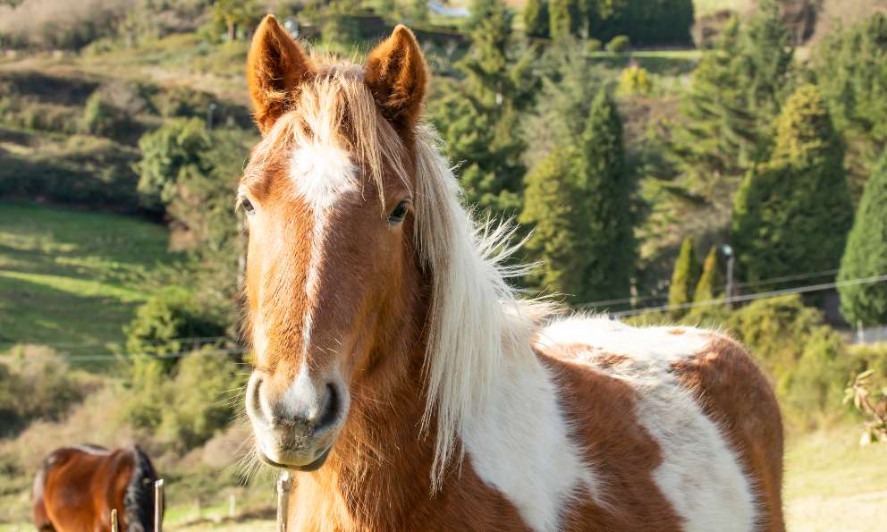 Curiosidades sobre la encefalitis en el caballo