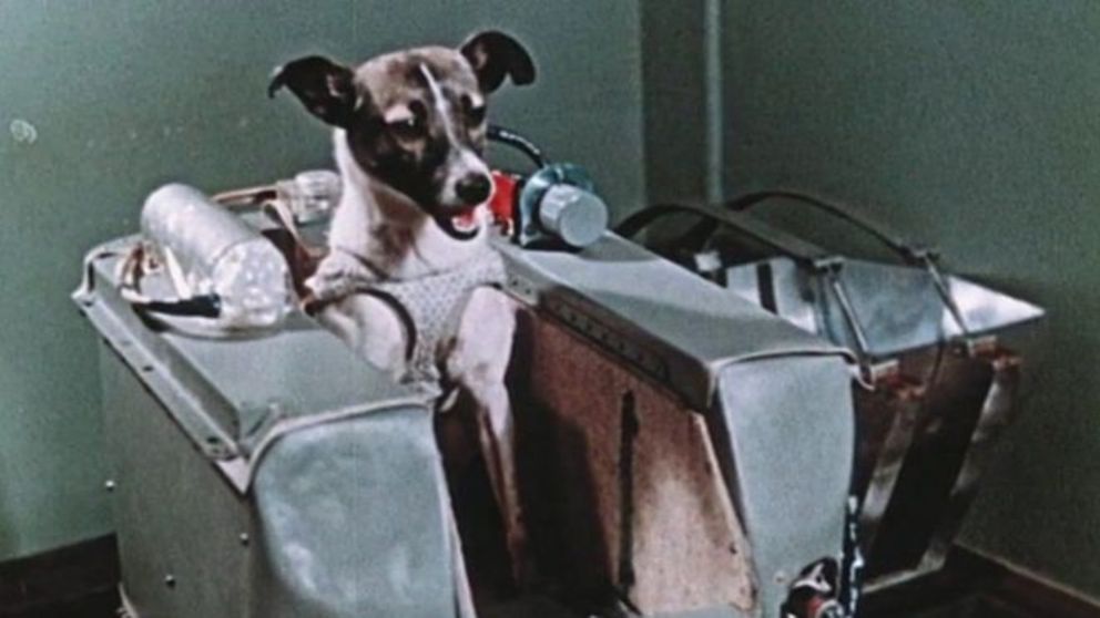 El 3 de noviembre de 1957, la perrita Laika es lanzada al espacio.
