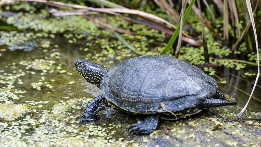Cuidados necesarios para la tortuga de agua