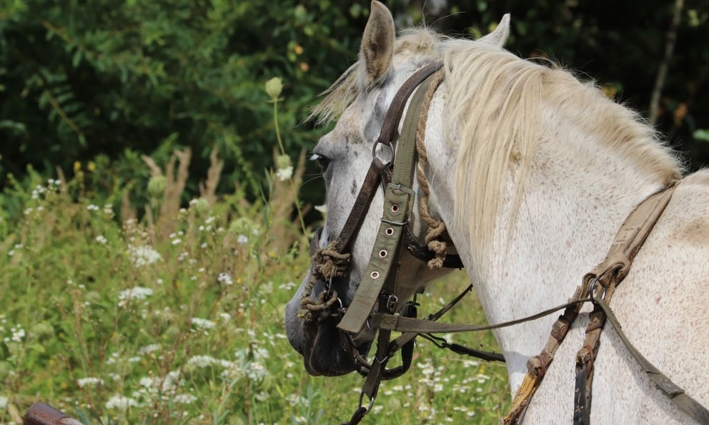 Curiosidades del estrés en el caballo