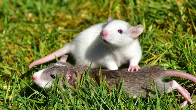 Los parásitos en roedores