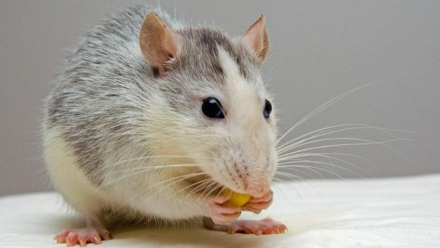 Parásitos en roedores