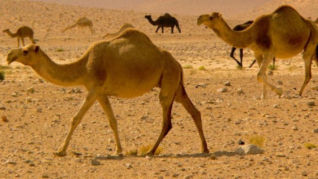 el camello y el dromedario