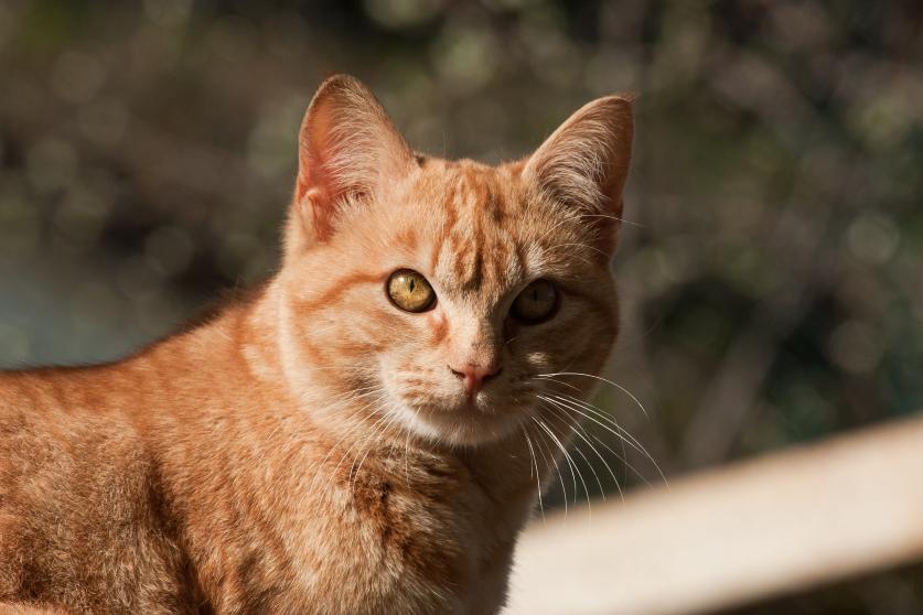 Prevención y tratamiento de la cistitis en el gato