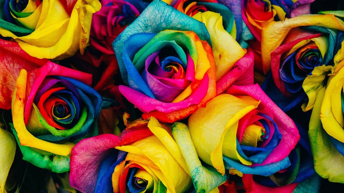 Cómo hacer rosas arcoíris