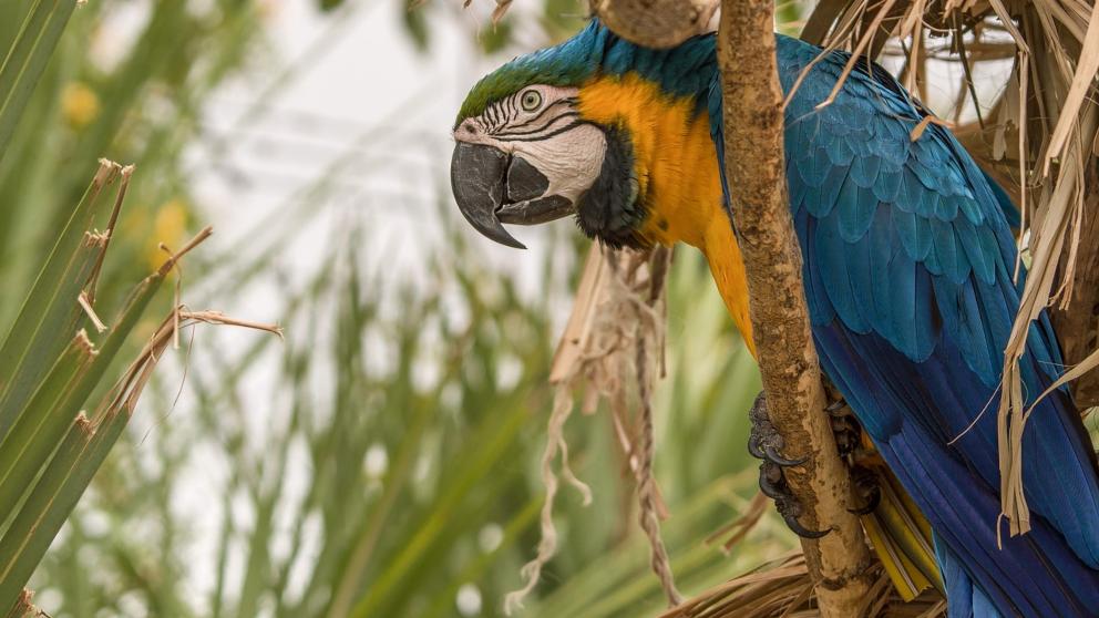 ¿Cómo tratar la depresión en el loro?