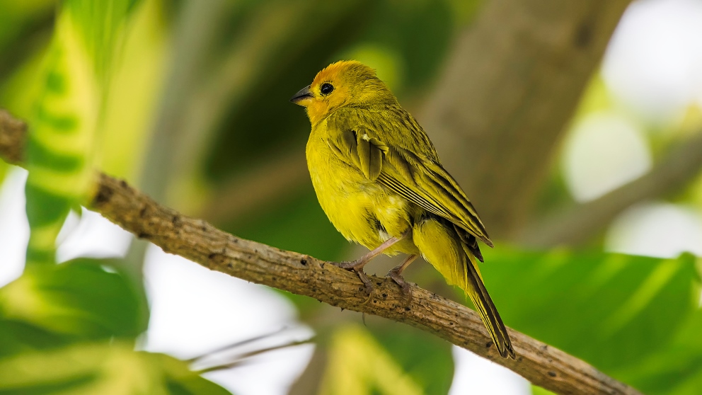 Los canarios son los pájaros cantores más famosos del mundo