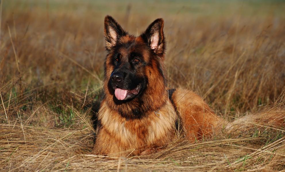 ¿Cómo es el síndrome vestibular en perros?