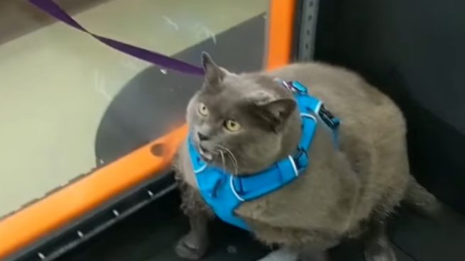Facebook: Una gata con sobrepeso hace ejercicio a su manera