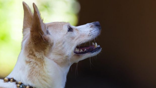 El perro podenco español