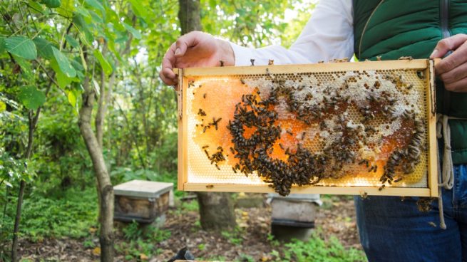 mover una colmena de abejas