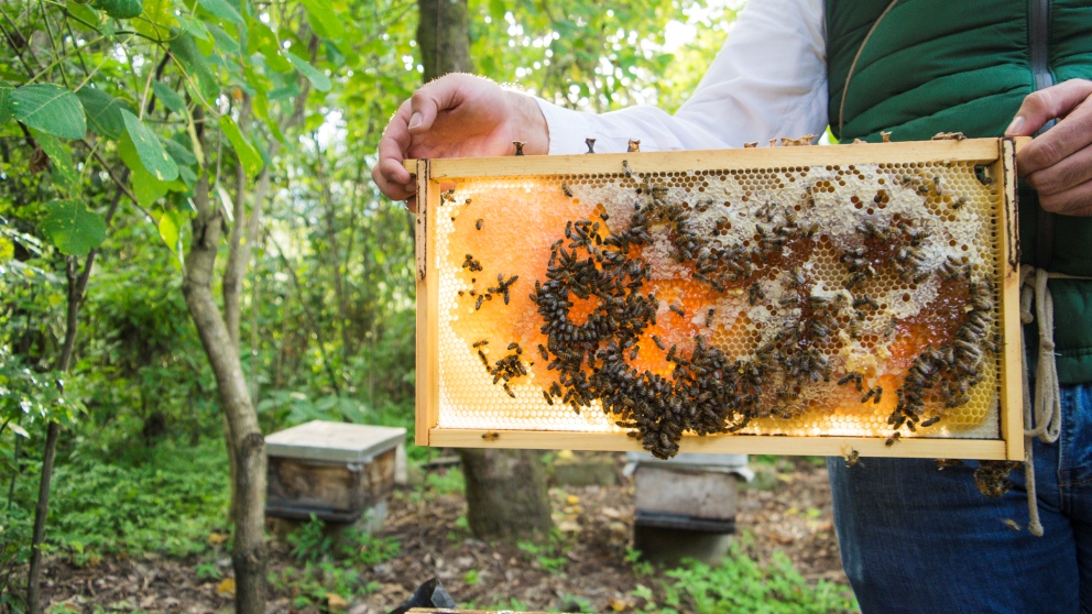 Pasos para mover una colmena de abejas