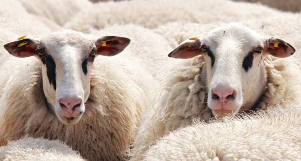 Alimentación de cabras y ovejas