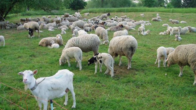 Alimentación de cabras y ovejas