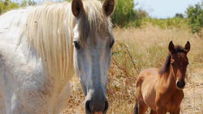 El pelaje de los caballos