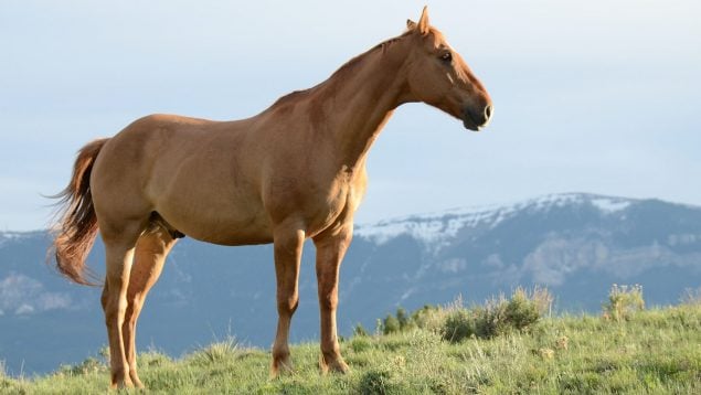 Cómo elegir el caballo