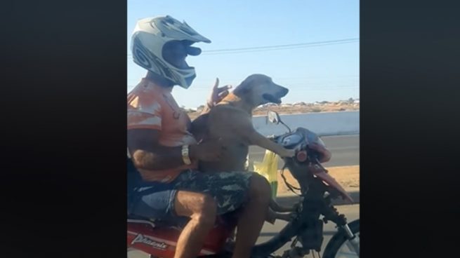 Facebook: Graban al perro conduciendo la motocicleta