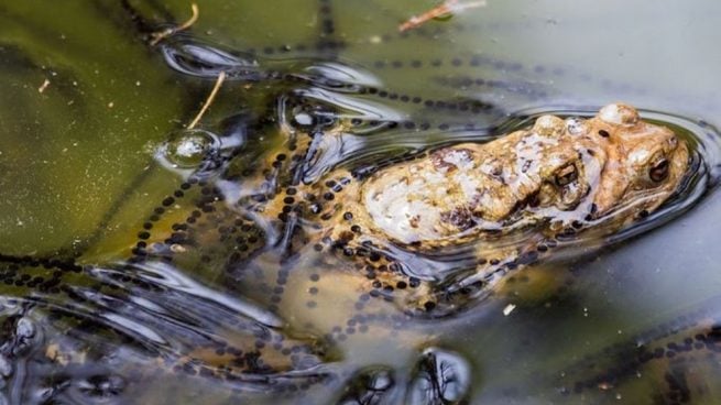 Descubrimos sus causas, síntomas y tratamiento sobre el miedo a este tipo de anfibios.