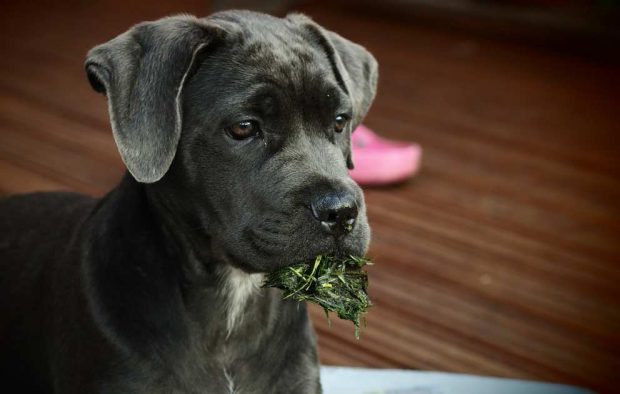 Curiosidades sobre el cane corso