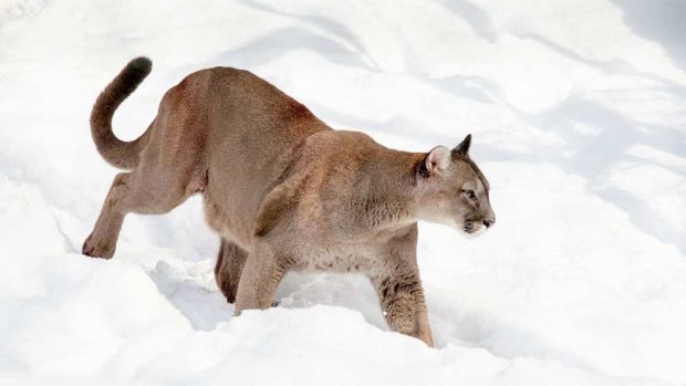 Puma en la nieve