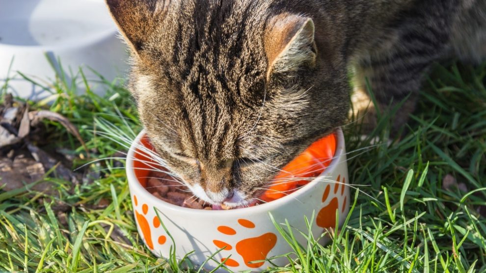 los gatos pueden comer comida para perros en caso de emergencia 90 2