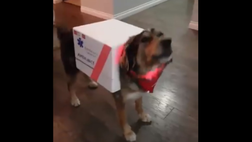Contaminado El respeto proteína Facebook: Le hace a su perro el mejor disfraz de Halloween casero