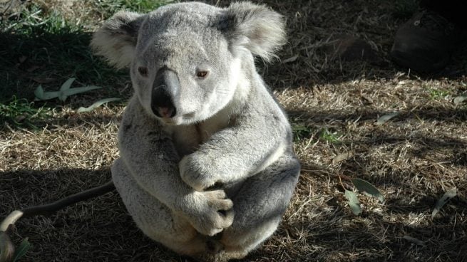 Koala