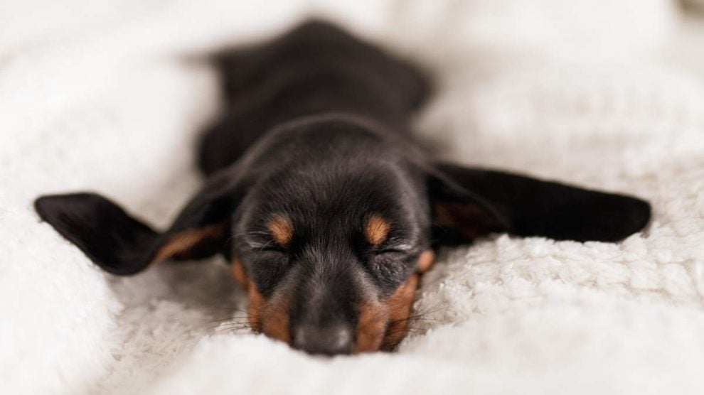 como cuido a mi cachorro semana a semana