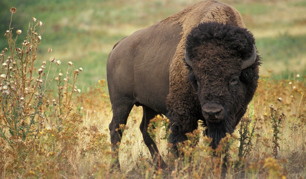 Diferencias Entre Bisonte Nu Y Bufalo