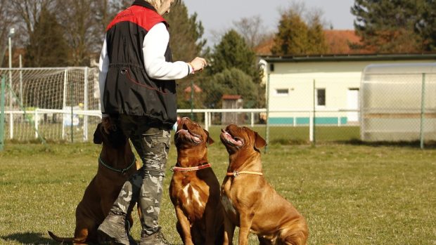 Descubre la utilidad de los silbatos para perros en su entrenamiento y  comunicación