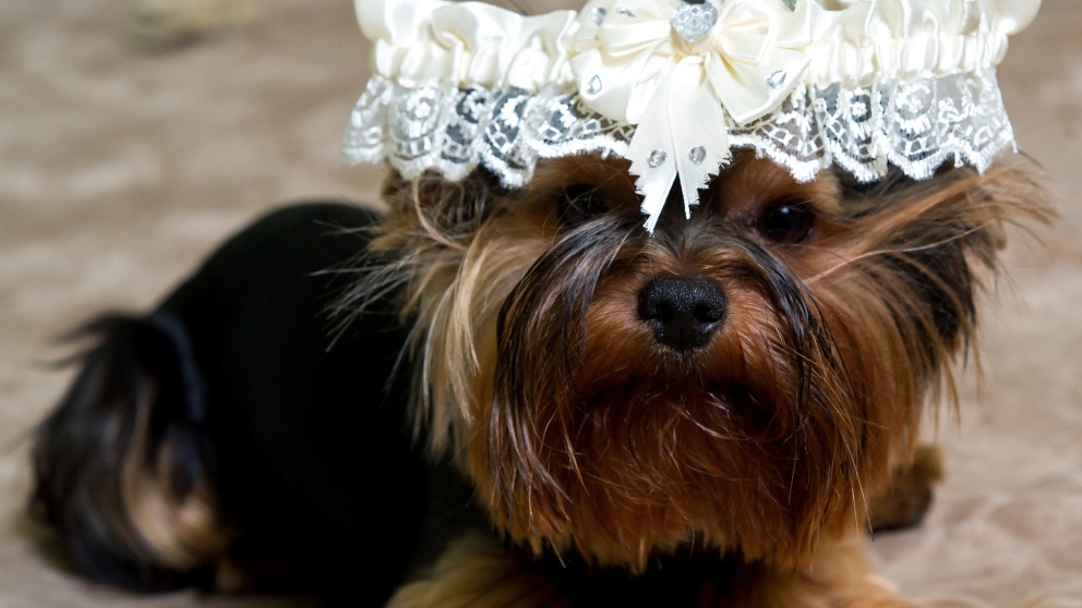 Perros y bodas