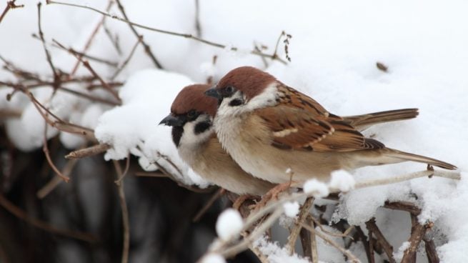 Pájaros domésticos en invierno