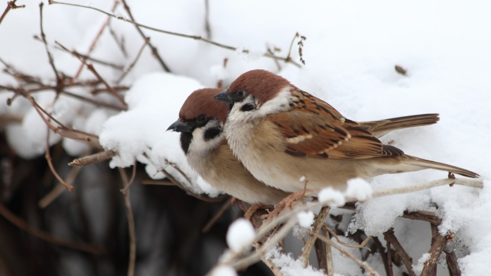 ¿Cómo cuidar tus pájaros domésticos en invierno?