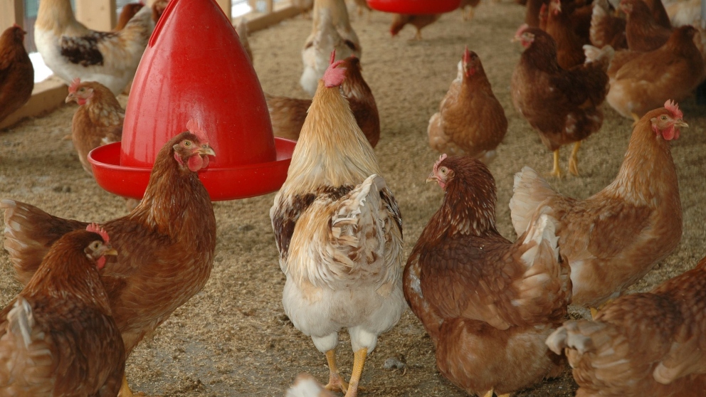 Características del gallinero ideal para tus gallinas