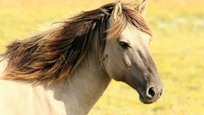 ¿Cómo es el carácter del caballo?