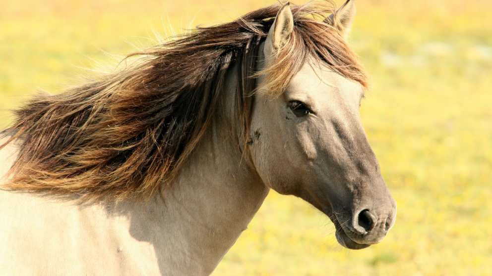 El temperamento y carácter del caballo