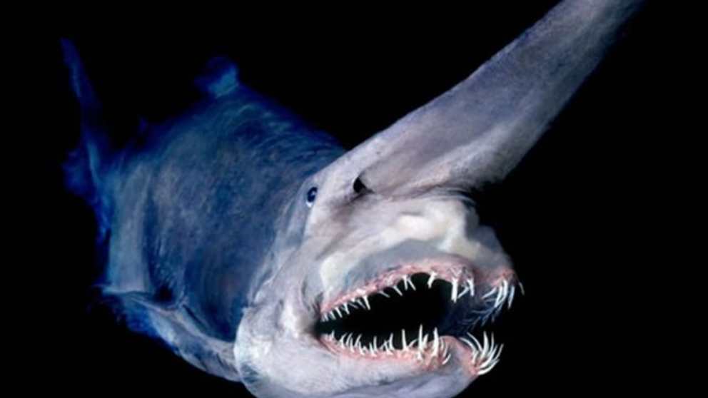 El tiburón duende y su peculiar aspecto
