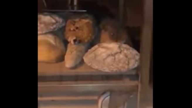 Facebook: Una rata de grandes dimensiones aparece en una panadería