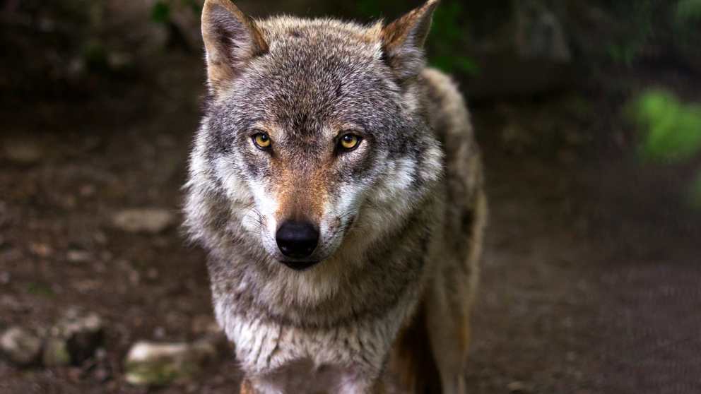 Lo que debes saber sobre el lobo ibérico
