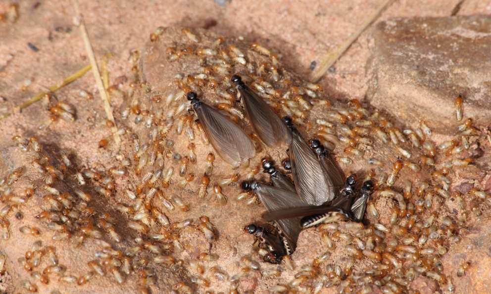 Termita reina: el insecto que más vive