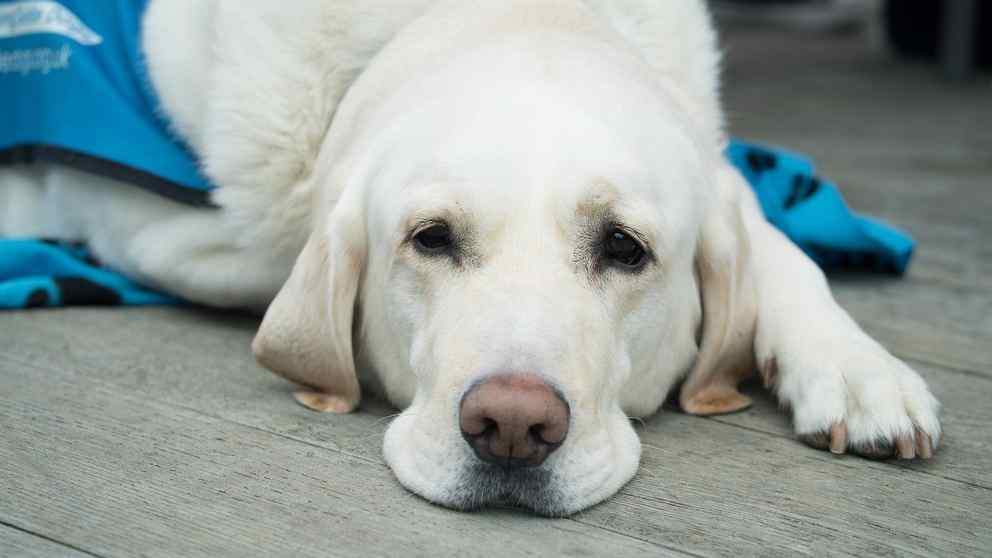 Diabetes en tu perro