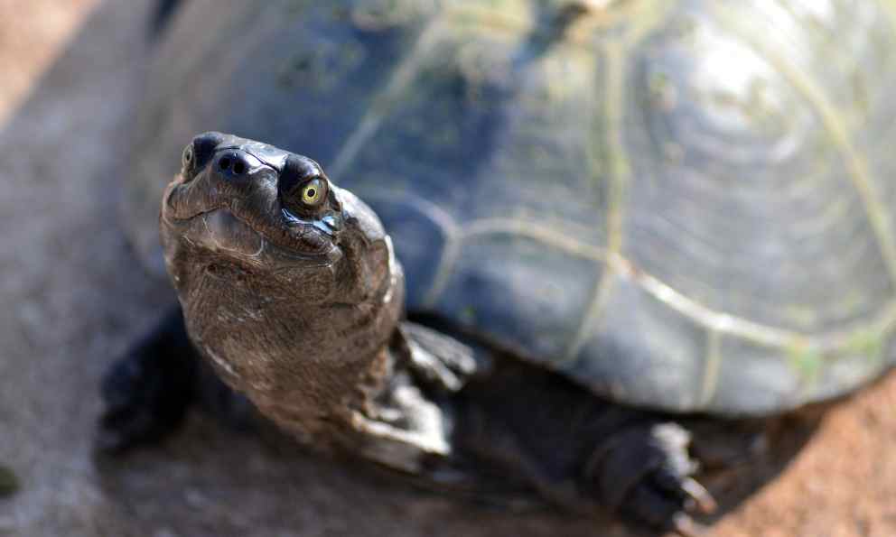 Curiosidades de la vida de la tortuga