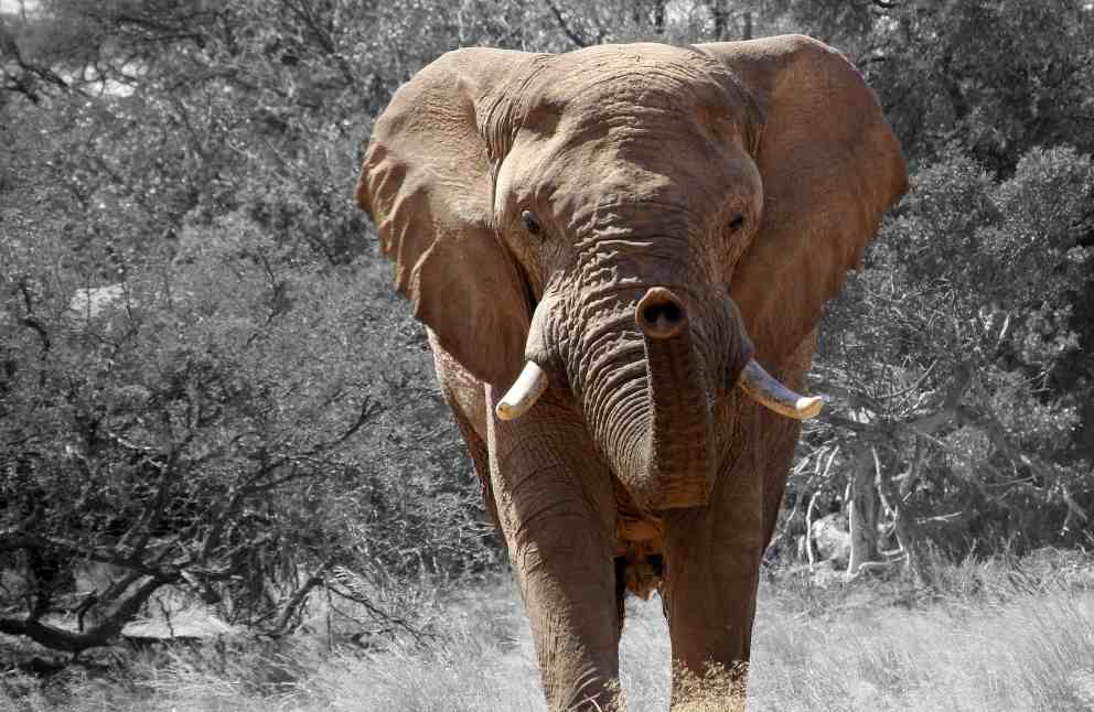 Curiosidades a saber del elefante