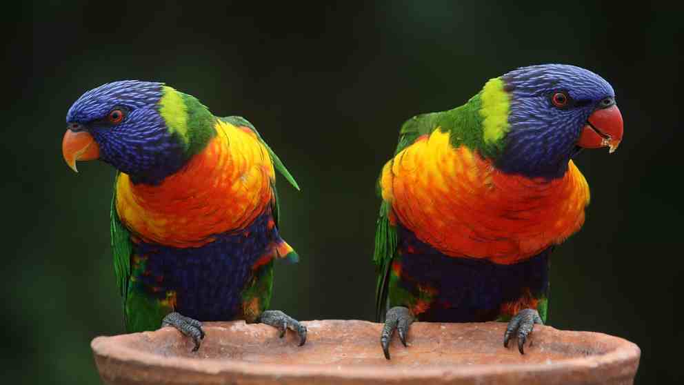 Actividades de ingenio para tu loro