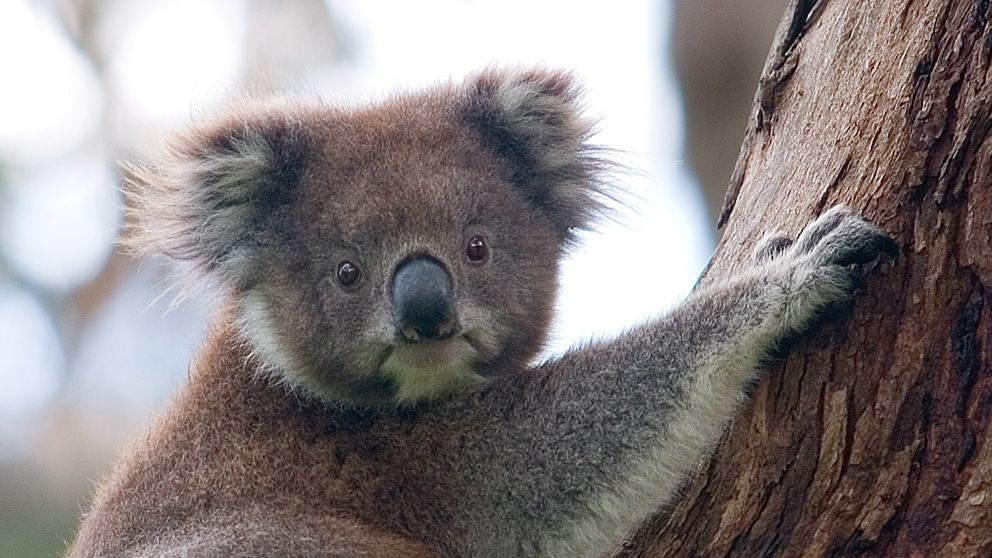 Facebook: Las dramáticas imágenes de un Koala quemado por el fuego
